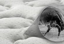 U kući više nećete naći paukove, muhe ili prehrambene moljce: Jednostavno kućno rješenje koje će ih TRAJNO otjerati!