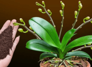 Dovoljna je žličica JEDNA: Orhideja će za nekoliko dana čudesno donijeti mnogo cvjetova!