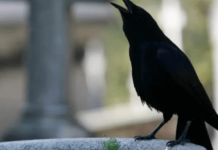 SIGNALI KOJE PREMINULE OSOBE ŠALJU: Poznati medij tvrdi da je to ZNAK da su tu i da nam žele nešto poručiti