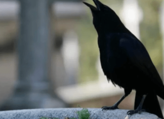 SIGNALI KOJE PREMINULE OSOBE ŠALJU: Poznati medij tvrdi da je to ZNAK da su tu i da nam žele nešto poručiti