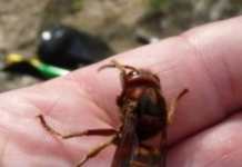 Jedini spas kad vas ujede osa, pčela ili stršljen: Stavite ovo na mjesto uboda, nestat će bol i otok