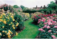 Razblažite u vodi i zalijte svoje ruže u aprilu: Doći će do bukvalne EKSPLOZIJE cvijeća!