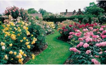 Razblažite u vodi i zalijte svoje ruže u aprilu: Doći će do bukvalne EKSPLOZIJE cvijeća!