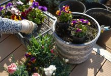 Kada sadite cveće, zakopajte mrvicu ovoga na dno saksije: Za nekoliko dana bujaće kao lude