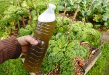 Kako napraviti tečno đubrivo od gaveza: Težnost koja deluje kao raketno gorivo za vaše biljke – od cveća do povrća