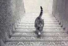 PSIHOLOŠKI TEST – DA LI MAČKA SA SLIKE SILAZI ILI SE PENJE UZ STEPENICE: Odgovor otkriva kakva ste ličnost zapravo!