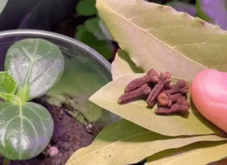 Čak i slabi KRASTAVCI će dati dvostruki urod. Hranjenje LOVOROVIM listom, kao što se to odavno radi u selima, pomoći će!