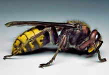 Posadite ovu biljku pored terase i više nećete videti stršljene i ose: Od njenog mirisa beže kao ludi