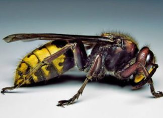 Posadite ovu biljku pored terase i više nećete videti stršljene i ose: Od njenog mirisa beže kao ludi