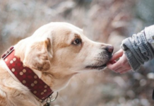 ZNATE LI ŠTA ZNAČI AK0 VAM PAS LIŽE RUKU: Nije ljubav, evo šta želi da vam poruči