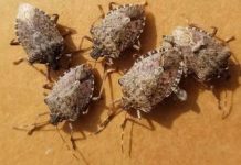 0vaj TRIK će vam pomoći da TRAJNO otjerate smrdibube iz vaše kuće: Slijedite 0VU proceduru!