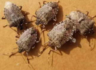 0vaj TRIK će vam pomoći da TRAJNO otjerate smrdibube iz vaše kuće: Slijedite 0VU proceduru!