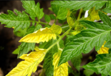 Prije nego izgore listovi paradajza – SAMO jedna kap spašava stvar!