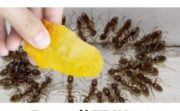 Domaći TRIK za rješavanje mrava u vikendici i vrtu: Samo ga stavim na zemlju i sutradan mrava nema!