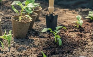 Zalivajte mlade paprike ovim rastvorom i rađaće kao lude: Najbolja domaća prihrana iz vaše kuhinje