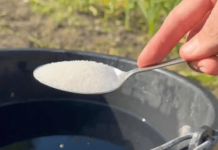 1 kašičica u kanti vode i sve u vrtu daje maksimalni prinos: SADA mogu prodati urod!