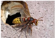 U slučaju da doživite ubod stršljena, hitno djelovanje je ključno za očuvanje vašeg zdravlja i sprječavanje eventualnih alergijskih reakcija.