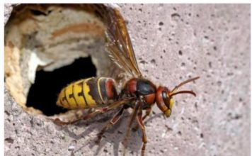 U slučaju da doživite ubod stršljena, hitno djelovanje je ključno za očuvanje vašeg zdravlja i sprječavanje eventualnih alergijskih reakcija.