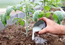 Vrtlari, ovo je onočime hraniti PARADAJZE nakon sadnje: Sipajte ovo na rasadima i imaće više plodova nego listova!