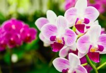 Dodajte u vaše Orhideje ovaj kuhinjski sastojak uz njega ćebujati neverovatno: Nikad ljepše ORHIDEJE nećete imat svi ĆE da vam zavide…..