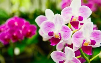 Dodajte u vaše Orhideje ovaj kuhinjski sastojak uz njega ćebujati neverovatno: Nikad ljepše ORHIDEJE nećete imat svi ĆE da vam zavide…..