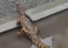 Uhvaćen krokodil na ulicama Niša! Nije šala, drami konačno došao kraj: Evo kako je zverka dospela uopšte tu