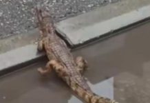 Uhvaćen krokodil na ulicama Niša! Nije šala, drami konačno došao kraj: Evo kako je zverka dospela uopšte tu