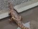 Uhvaćen krokodil na ulicama Niša! Nije šala, drami konačno došao kraj: Evo kako je zverka dospela uopšte tu