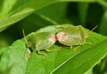 Samo od ovog smrdibube beže kao lude: Čim je postavite više ih nećete videti u kući, ovo je jedini spas!