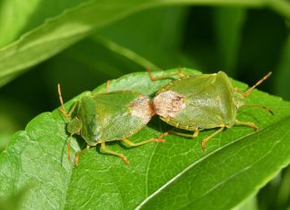 Samo od ovog smrdibube beže kao lude: Čim je postavite više ih nećete videti u kući, ovo je jedini spas!