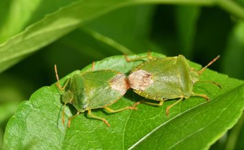 Samo od ovog smrdibube beže kao lude: Čim je postavite više ih nećete videti u kući, ovo je jedini spas!