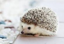 Ako vidite ježa u bašti, to nije slučajnost: Njegov dolazak ima važno značenje, evo i koje