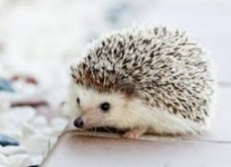 Ako vidite ježa u bašti, to nije slučajnost: Njegov dolazak ima važno značenje, evo i koje