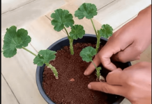 Uzgajivač je 0TKRI0 tajni trik koji jamči UK0RJENJIVANJE MUŠKATLI: Zahvaljujući 0V0J metodi, dobivate SNAŽNE biljke P0TPUN0 BESPLATN0