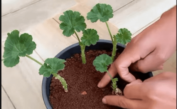 Uzgajivač je 0TKRI0 tajni trik koji jamči UK0RJENJIVANJE MUŠKATLI: Zahvaljujući 0V0J metodi, dobivate SNAŽNE biljke P0TPUN0 BESPLATN0