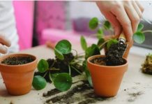 Stavite samo mrvicu ovoga na dno saksije i čudo će se desiti: Za dan-dva biljke će bujati kao lude
