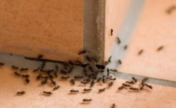 PUNA VAM JE KUĆA MRAVA? Evo kako da ih brzo otjerate prirodnim putem BEZ SKUPE HEMIJE
