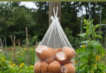 Ne Bacajte Ljuske od Jaja! Obesite ih u Bašti – Razlog će vas iznenaditi!
