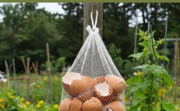 Ne Bacajte Ljuske od Jaja! Obesite ih u Bašti – Razlog će vas iznenaditi!