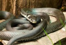 Zmije ovaj miris ne podnose, čim gaosete nikad više se ne vraćaju! Sezona kreće, Srbi, ovo će vas jedino spasiti!