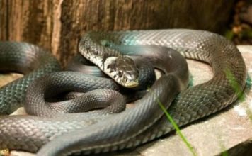 Zmije ovaj miris ne podnose, čim gaosete nikad više se ne vraćaju! Sezona kreće, Srbi, ovo će vas jedino spasiti!