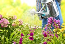 Kada je bolje zalivati cveće tokom vrućina – ujutru ili uveče? Samo ovako je ispravno, a mnogi prave veliku grešku