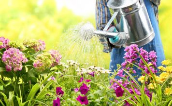 Kada je bolje zalivati cveće tokom vrućina – ujutru ili uveče? Samo ovako je ispravno, a mnogi prave veliku grešku