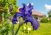 Kako naterati peruniku da cveta više puta godišnje? Trik iskusnih baštovana daje rezultate