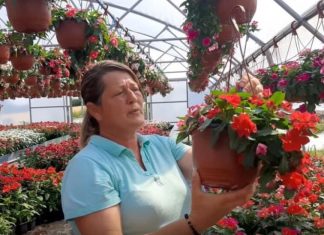 Muškatle se zalivaju svaki 3. dan, kaliope vole jako sunce, a ovaj cvet nipošto ne držite u hladu: Dragica radi u rasadniku i daje savete zlata vredne