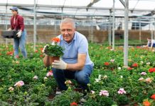 Vlajko drži rasadnik u Novom Sadu i kaže da cveće tretira 1 kuhinjskom namirnicom: Ne koristim pesticide, a buja kao nikad pre