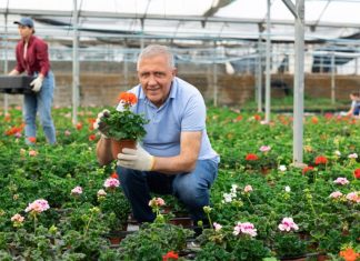 Vlajko drži rasadnik u Novom Sadu i kaže da cveće tretira 1 kuhinjskom namirnicom: Ne koristim pesticide, a buja kao nikad pre