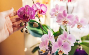 Kako da naterate orhideju da ponovo procveta? 2 supene kašike rastvora za 5 dana će napraviti čudo