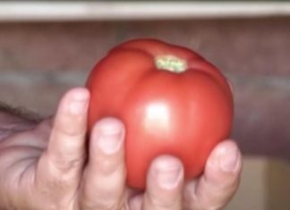 Ljudi sa ovim problemima nikako ne bi smeli jesti paradajz: Samo pogoršava stanje, može biti kobno