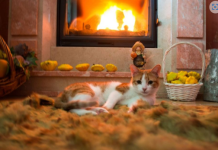 Mačka je u stanju da isceli sve bolesti: Ovako štiti porodicu od nesreće!